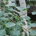 Populus tremula